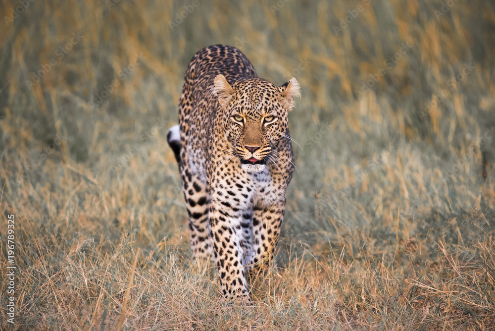 Naklejka premium African Leopard
