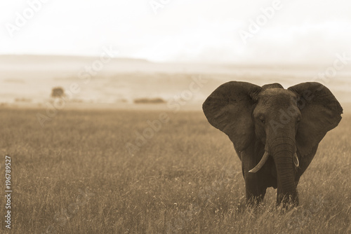 Big tusker in Masai Mara
