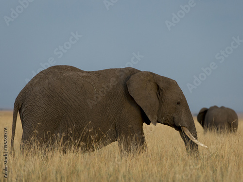 Canvas Print Tusker Elephants in Masai Mara