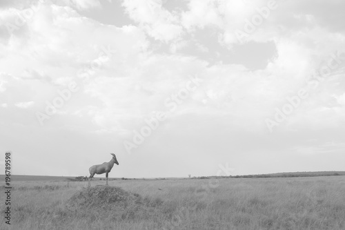 Topi on the Mount Black and White