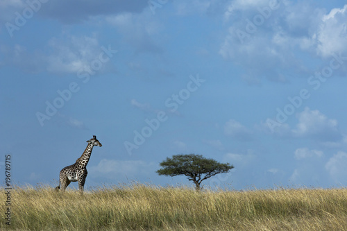Giraffe with Blue Sky and African Tree