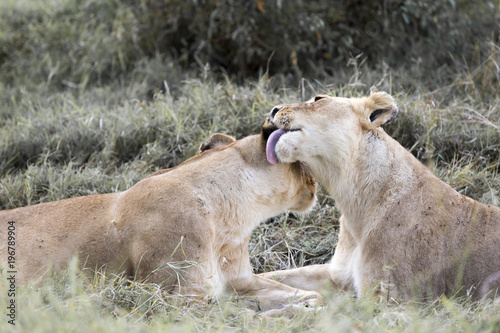 Lioness Bonding in Pride