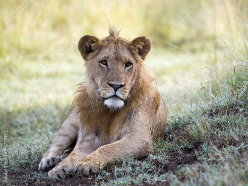 Sub Adult Male Lion Portrait