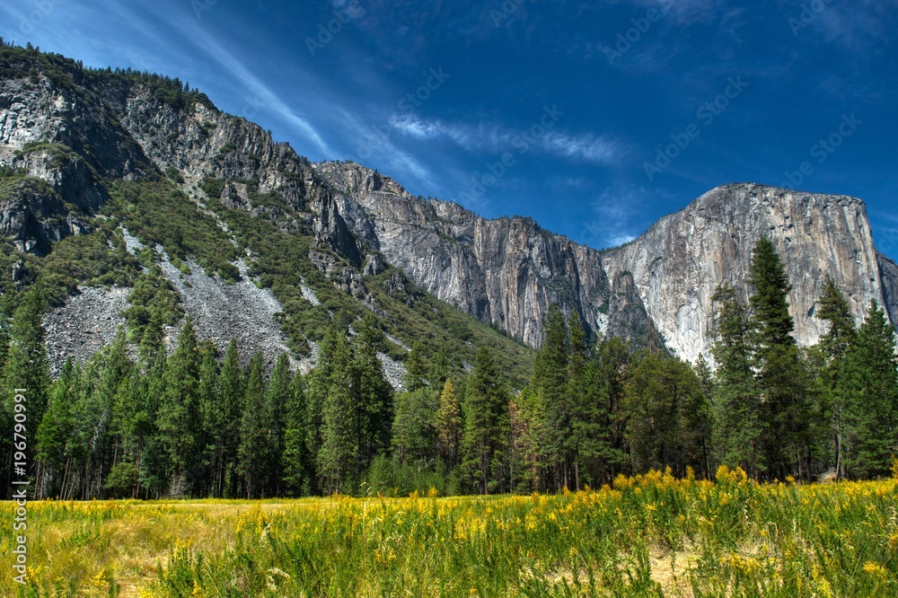 Fototapeta premium Yosemite Valley Flowers