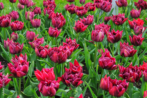 A tulipa    uma flor ornamental do g  nero de plantas lili  ceas  formadas por uma   nica flor em cada haste