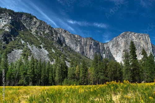 Yosemite Valley Flowers