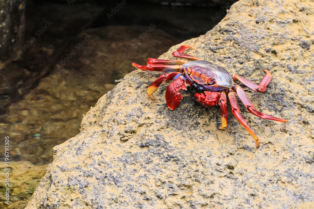 Rote Strandkrabbe auf einem Felsen am Meer Rote Strandkrabbe auf einem Felsen am Meer