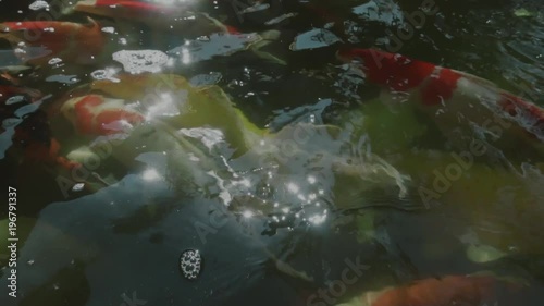 top view of slow motion of Hand feeding food Koi fish. Fancy carp with Colorful in the natural pond

