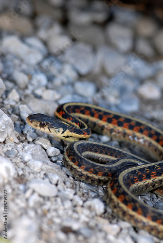 Thamnophis