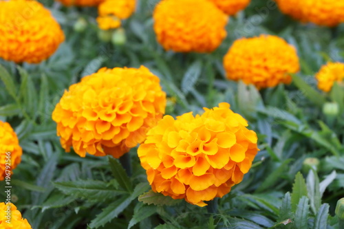 Blooming cultivar annual Tagetes seedlings in the modern greenhouse in spring