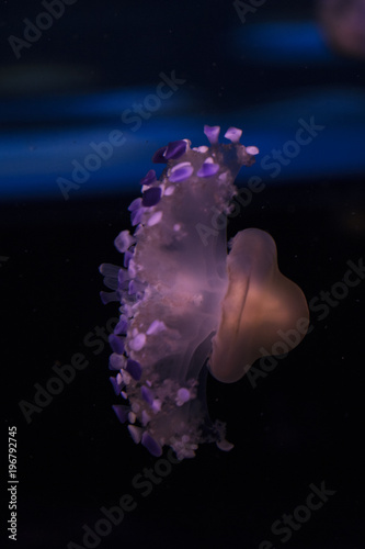 Jellyfish in a tank