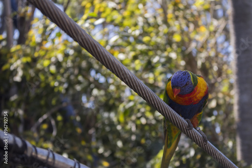 Small colorful bird