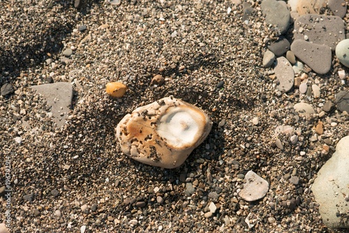 Shells on stones among sand on the beach
