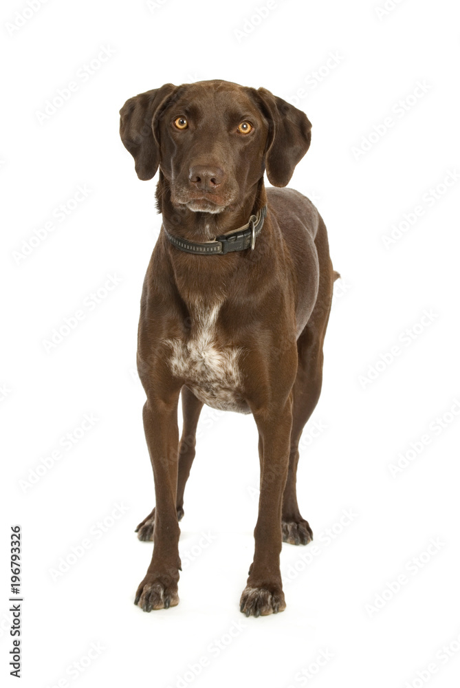 Stehender Mischlingshund isoliert auf weißem Grund Stehender Mischlingshund isoliert auf weißem Grund
