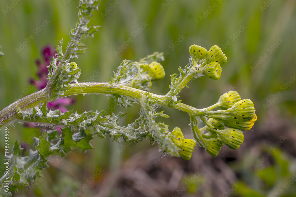 Lenz Distel Blume Bluete Knospe im Frueh Jahr Lenz Distel Blume Bluete Knospe im Frueh Jahr
