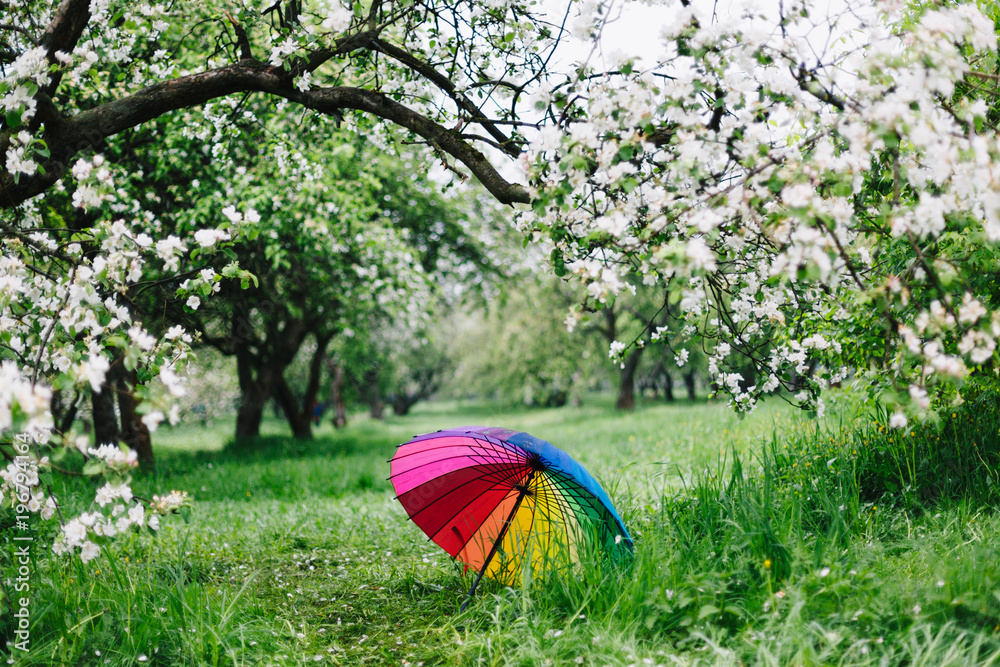 Colorful rainbow-umbrella in the blooming garden. Spring, outdoors.
