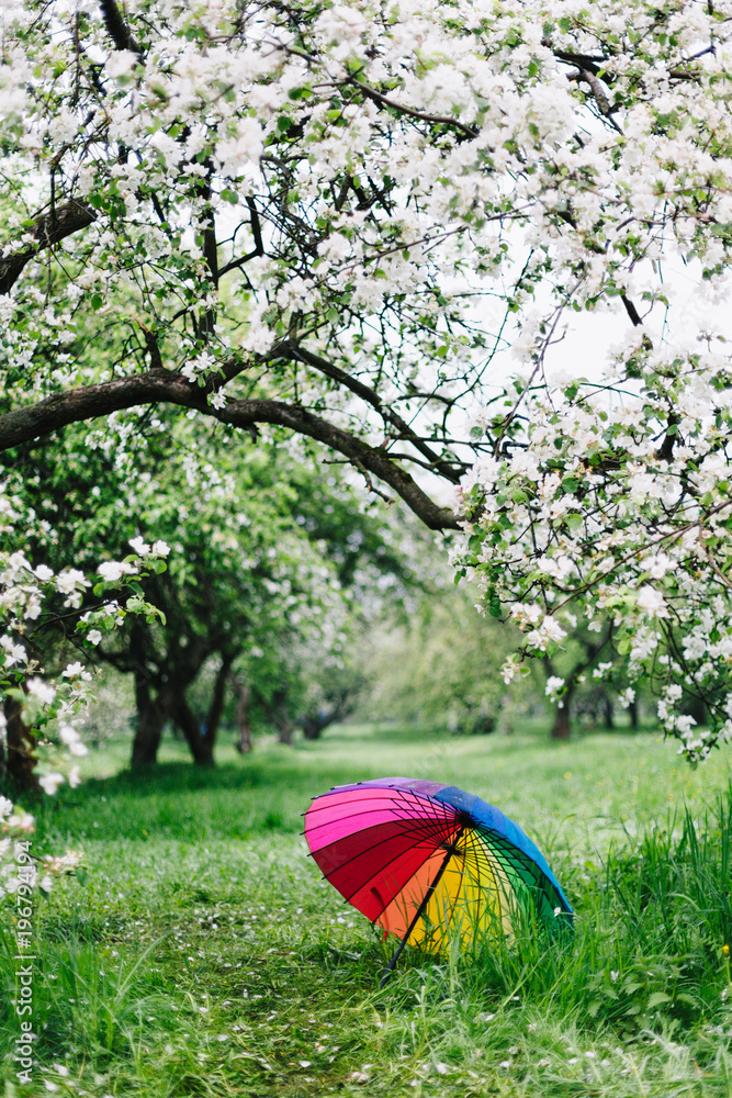 Colorful rainbow-umbrella in the blooming garden. Spring, outdoors.