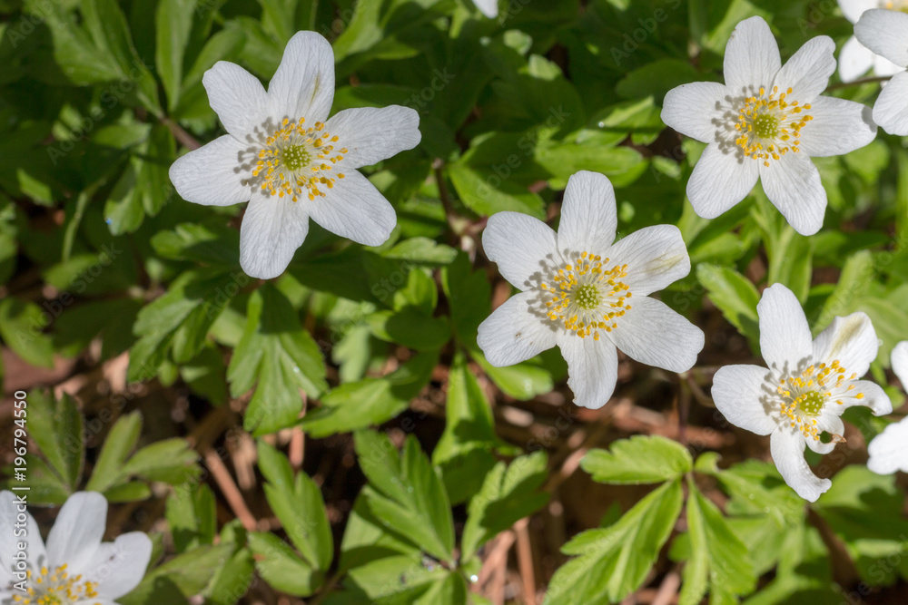 Frühling Frühling