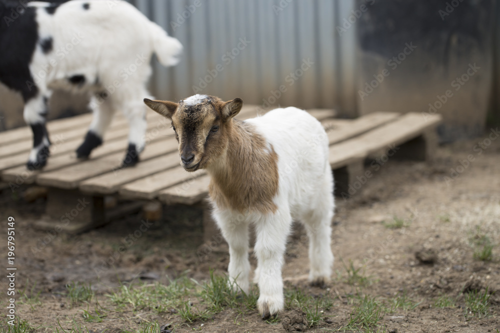 Obraz premium African pygmy goat