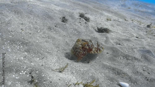 Pharaoh cuttlefish (Sepia pharaonis) swimming over sea bottom underwater. 4K 2160p video footage photo