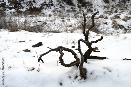 dry wood in the snow photo