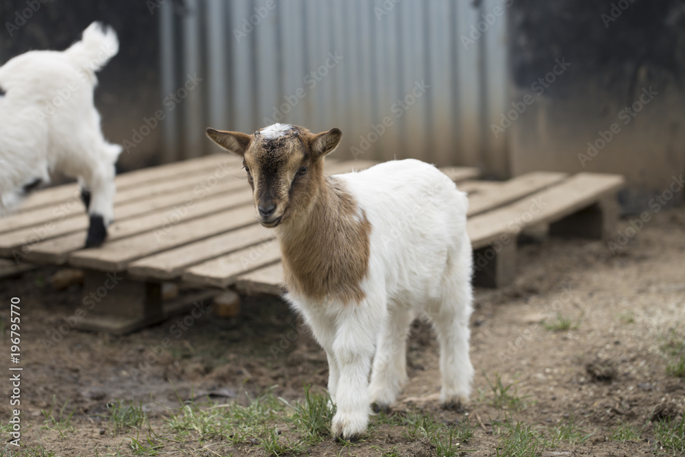 Obraz premium African pygmy goat