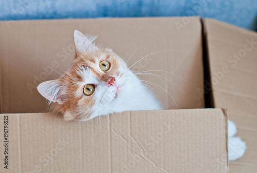 beautiful, red cat in a cardboard box, the concept of a gift, moving and real estate.