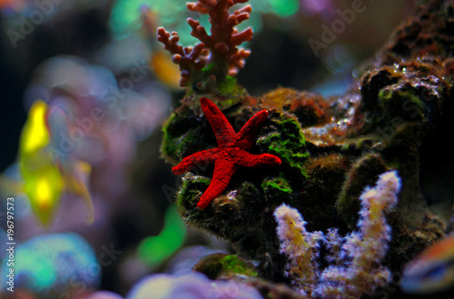 Red fromia starfish in reef tank