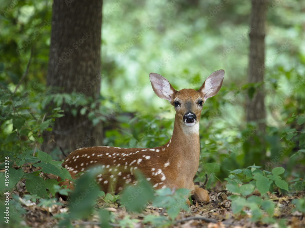 A white-tailed (whitetail) deer fawn hiding in the woods, looking straight at the camera. The photo was taken in Iowa (U.S. Midwest). A white-tailed (whitetail) deer fawn hiding in the woods, looking straight at the camera. The photo was taken in Iowa (U.S. Midwest).
