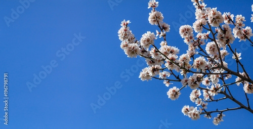 Spring blooming. Pink almond blossoms closeup, blue sky background, banner, copy space