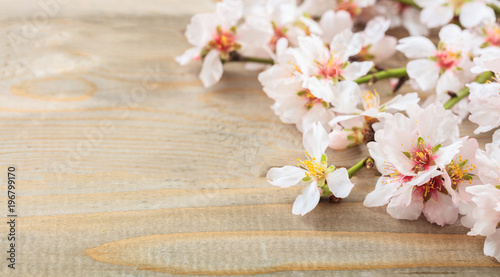 Spring blooming. Pink almond blossoms on wooden board. Copy space
