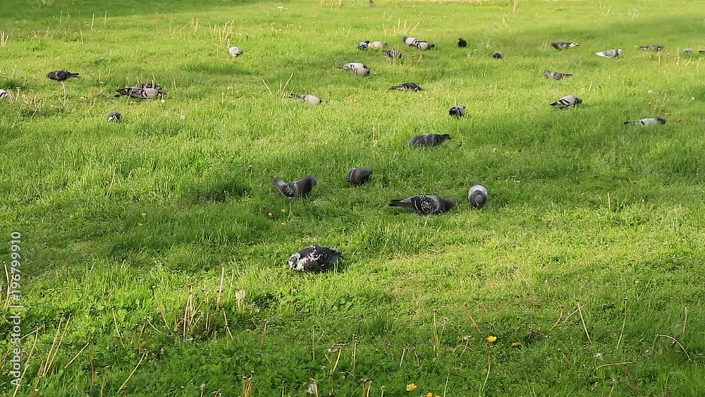 Palomas Comiendo en la Hierba de Parque
