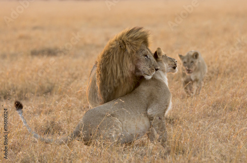 Lion and Lioness Love