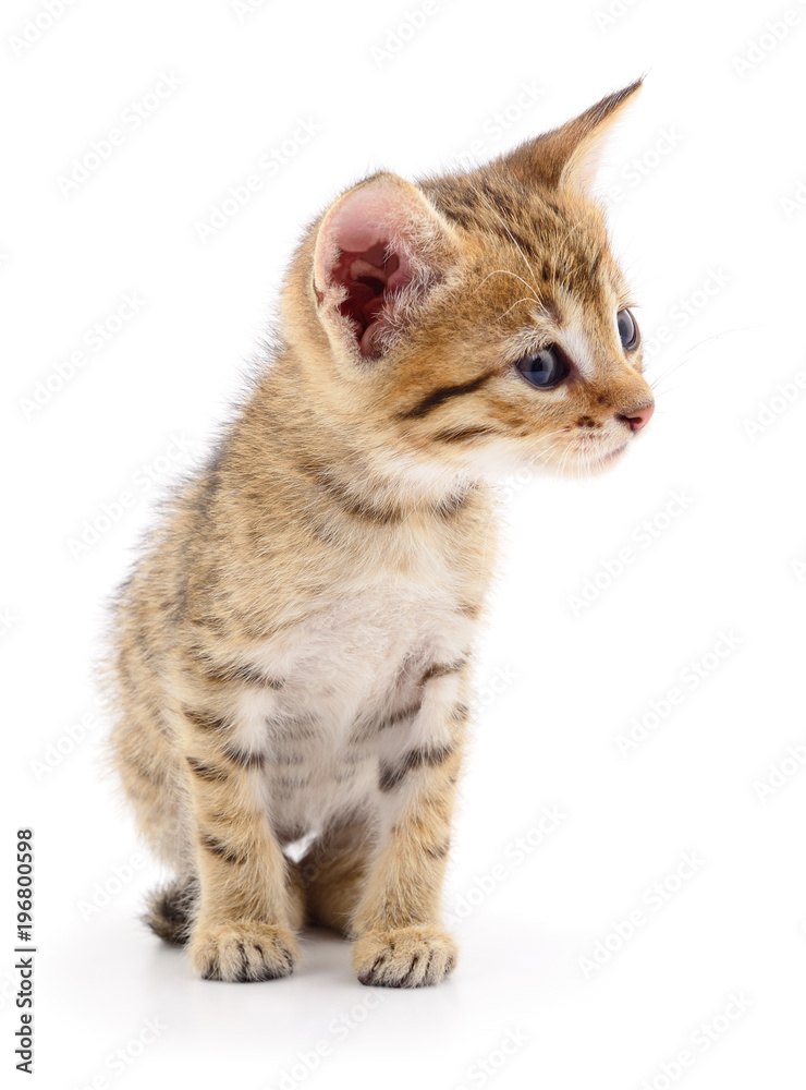Obraz premium Small brown kitten.