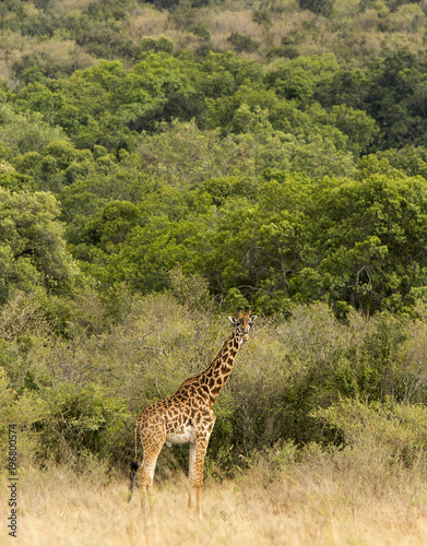 Giraffe in Savannah