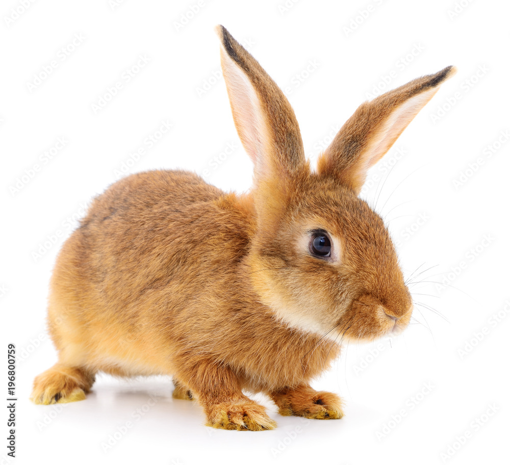 Obraz premium Brown rabbit on white.