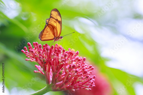 Tropical Julia butterfly Dryas iulia feeding and resting on flowers and rainforest vegetation photo