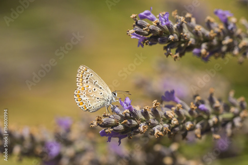 Common Blue butterfly, Polyommatus icarus © Sander Meertins