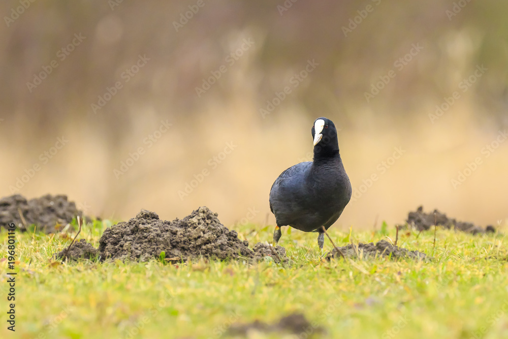 Obraz premium Eurasian coot Fulica atra waterfowl foraging on a green meadow