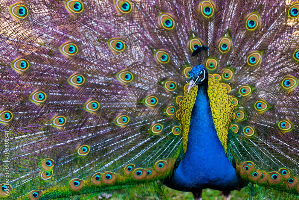Obraz premium Peacock Presenting it's Plumage / Tail