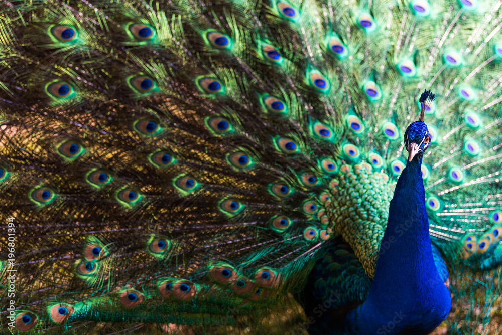 Fototapeta premium Peacock Presenting it's Plumage / Tail