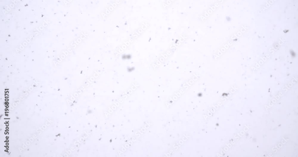 Real snow falling from the sky in the daytime Real snow falling from the sky in the daytime