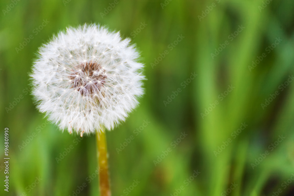 Dandelion on green background Dandelion on green background