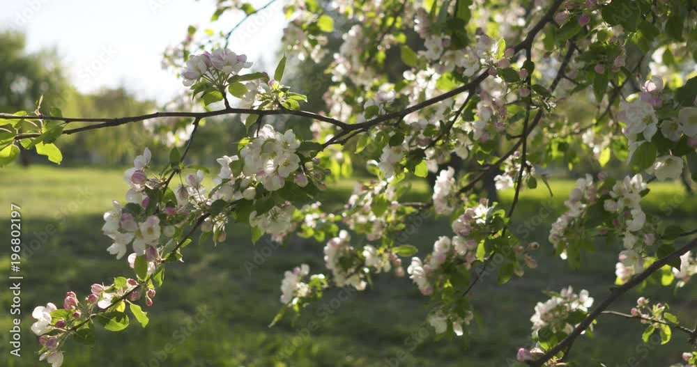 Slow motion dolly shot of blossoming apple tree in a garden Slow motion dolly shot of blossoming apple tree in a garden