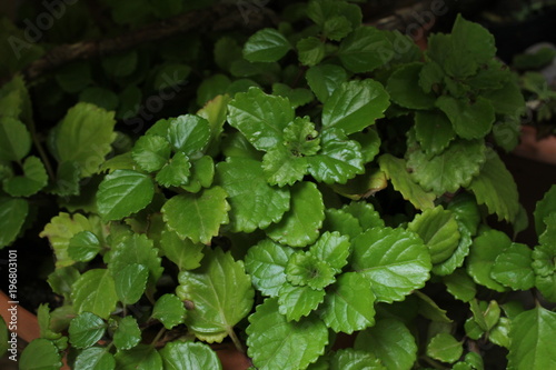 Wallpaper Mural planta Torontodigital.ca