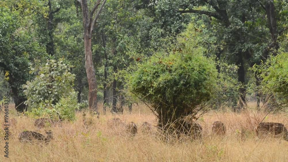 Spotted deer (Axis axis) National Park, India