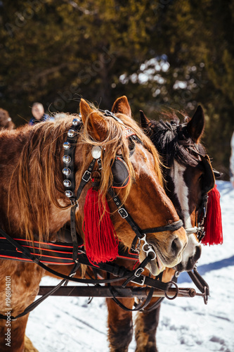 Horses standing in the snowy field