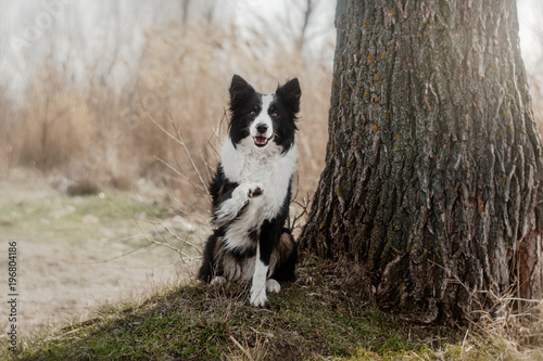 border collie dog walk in the park © Kate