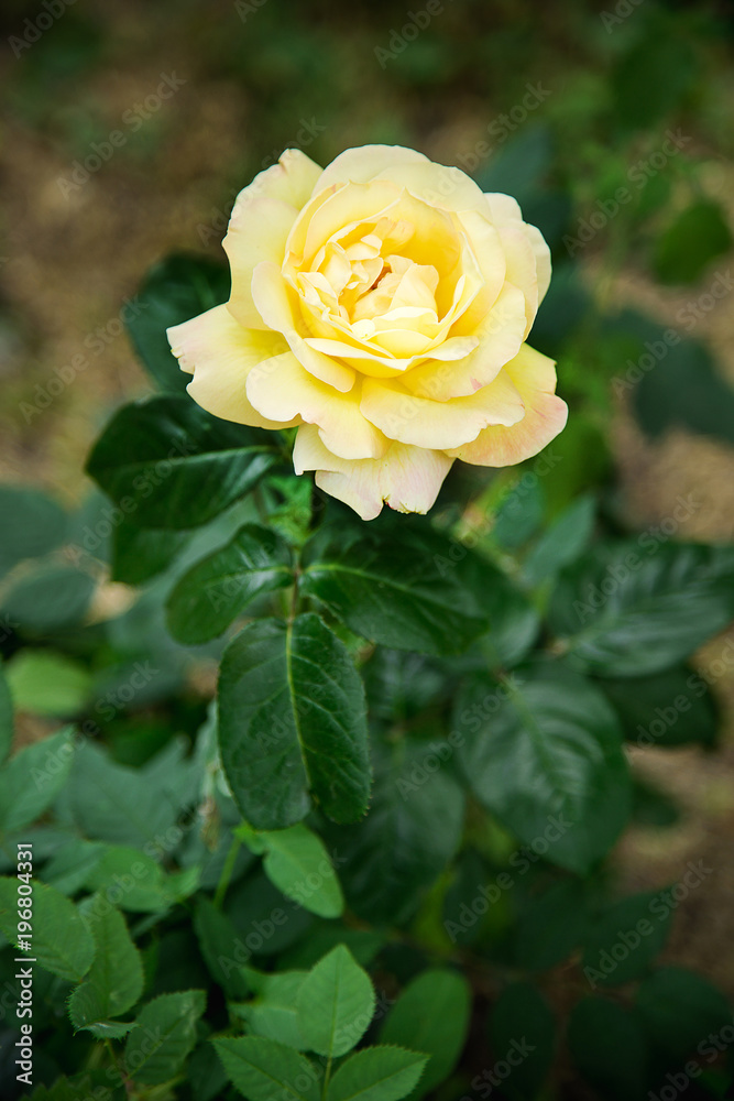 beautiful yellow rose beautiful yellow rose