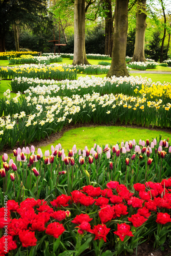 Pink and Red tulips